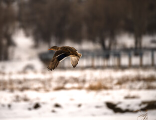 eagle in the snow