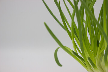 Close-Up of Green Onion Leaves on White Background