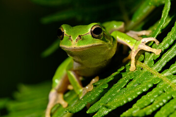 Europäischer Laubfrosch // European tree frog (Hyla arborea)
