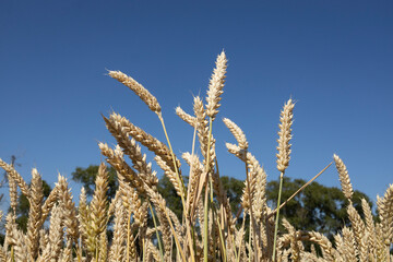 ears of wheat close-up among a wheat field against the blue sky. Before the harvest. Agriculture, grain crops, farming. Mother Earth. The great value of grain crops for humanity