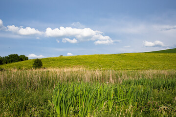 Fototapeta premium summer landscape with green meadow and blue sky