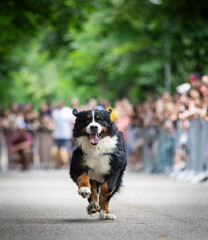 cute dog running at dog speed race