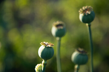 poppy flower seed pods in garden