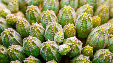 Obraz premium Euphorbia pseudoglobosa in close-up. Green cactus background. 