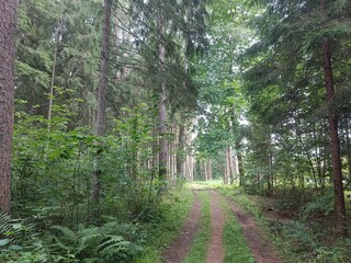 Kurtuvenai regional park during cloudy day. Pine tree forest. Footpath in woodland. Moss growing on soil. Some small grass and tress growing in woods. Summer season. Kurtuvenu regioninis parkas.