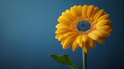 Obraz premium Flat Lay Background With A Yellow Flower On A Blue Background, Representing The Ukraine Flag, Bright And Meaningful, High Quality Background