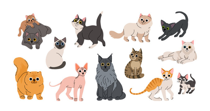 Cute cartoon cat breeds set. Adorable domestic cats sitting, standing. Fluffy birman, oriental, cornish rex, maine coon, sphynx, siamese, shorthair, persian. Lovely kitten flat vector collection.