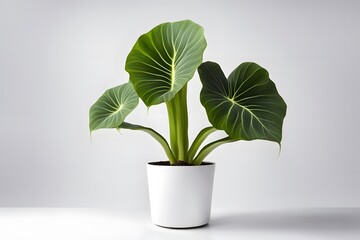 Upright elephant ear plant in pot white background, AI Generated