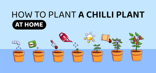 Chili pepper growth stages Infographic elements. Seed germination steps in soil. how to plant chilli at home