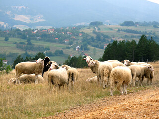 Fototapeta premium A flock of sheep snd lambs on the mountain Tara in Serbia