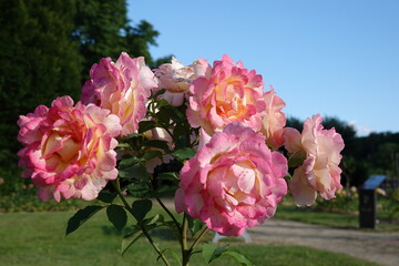 Rosier rose multicolore dans une roseraie