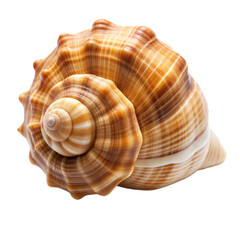 Obraz premium Close-Up of Beautiful Spiral Seashell on Transparent Background