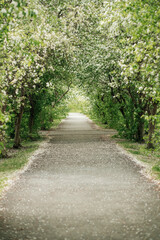 A blooming apple tree. A blooming park. The alley.
