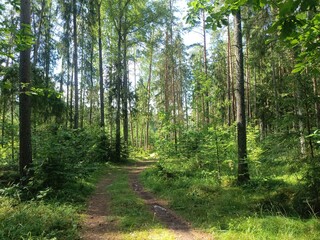 Kurtuvenai regional park during cloudy day. Pine tree forest. Footpath in woodland. Moss growing on soil. Some small grass and tress growing in woods. Summer season. Kurtuvenu regioninis parkas.