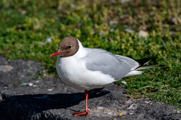Closeup of black headed gull in Orebro city center Sweden