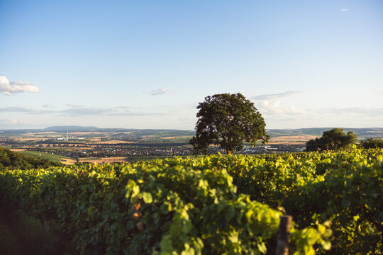 Napoleonsturm bei Sprendlingen in Rheinhessen, Juli 2024