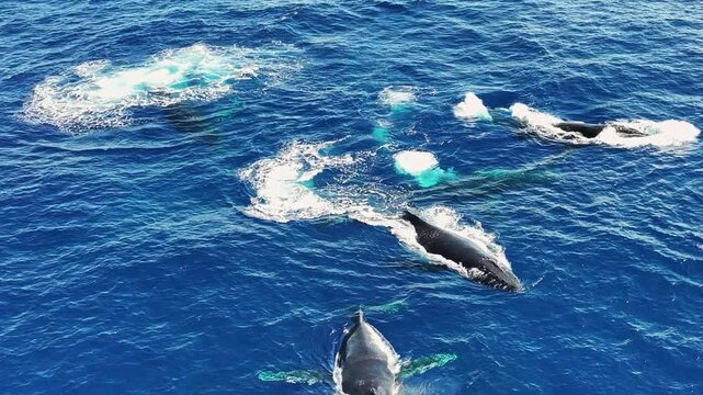 Drone Shot of Humpback Whales Pod Swimming Freely in Blue Ocean Water, Slow Motion