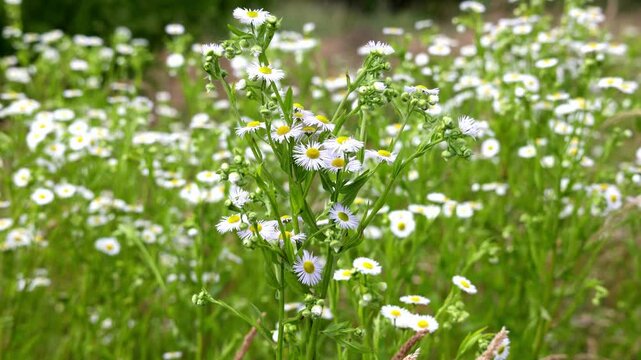 Erigeron annuus, the annual fleabane, daisy fleabane