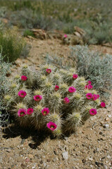A cactus with bright pink flowers blooming in a desert landscape.