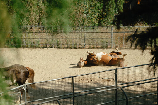 Horse rolling on the ground in a fenced paddock.