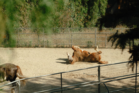 Horse rolling on the ground in a fenced paddock.
