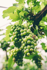 Large bunch of organic grapes hanging from a vine