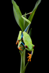 Red eyed tree frog on a leaf