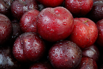 Close-up of many cherry plums with water drops