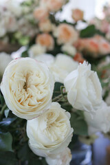 Creamy White Garden Rose Opening