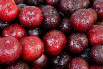 Many cherry plums with water drops