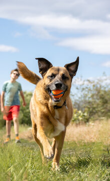 Dog running with an orange ball in its mouth, boy following behind