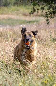 Dog running through tall grass with an orange ball in its mouth