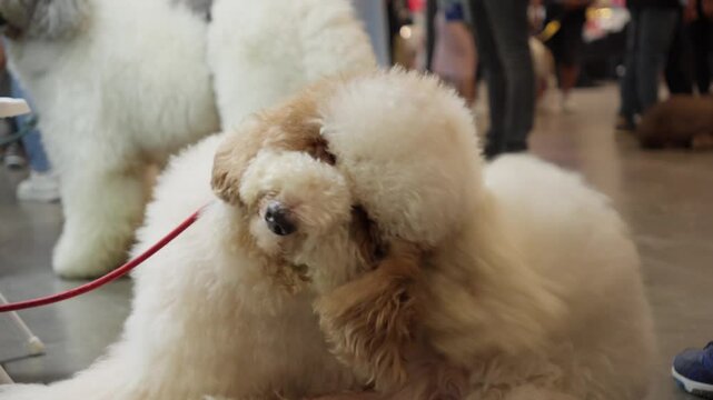 Adorable Toy Poodle On Leash Scratching Itch At Pet Fest Venue In ICE BSD City, Tangerang Regency, Indonesia. closeup shot