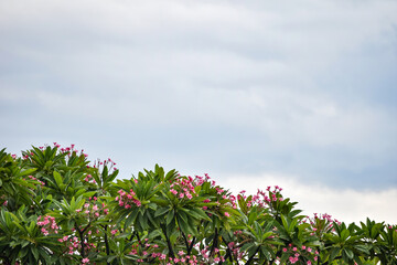 Tree with pink little flowers blooming on branches against cloudy sky.