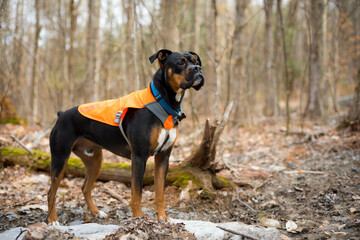 Boxer mixed breed dog wearing hi vis blaze orange vest while off