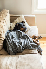 Pet dog sleeping on couch with a pillow and blanket