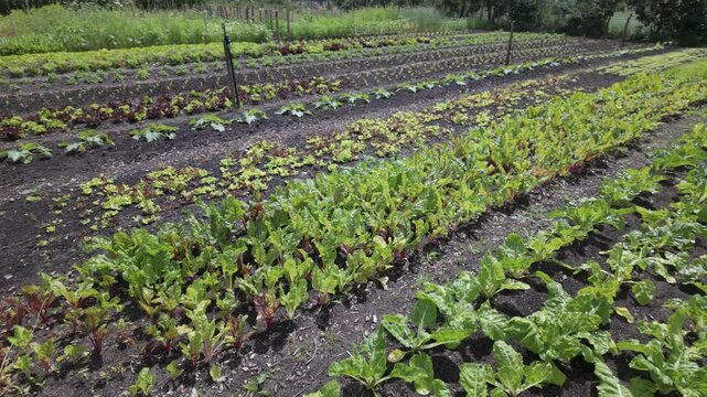 Cultivating Vegetables in a City Community Garden in Leiden, South Holland, Netherlands - High Angle Shot
