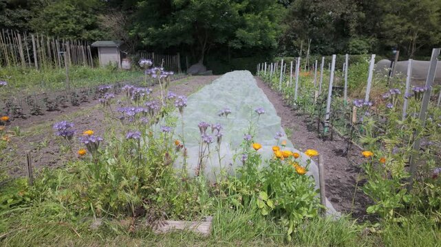 Blooming Flowers With Vibrant Purple and Orange Hues in an Urban Community Garden in Leiden, South Holland, Netherlands - Medium Shot