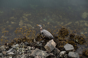 A great blue heron patiently waits for fish on the rocky shore.