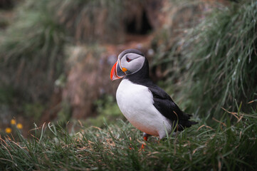 Close-up of puffin perching amidst grassy field