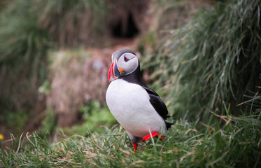 Close-up of puffin perching amidst grassy field