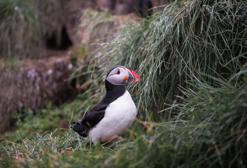 north Atlantic puffin in Iceland