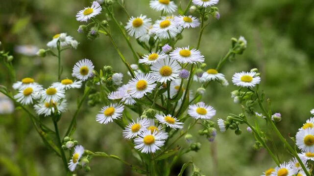 Erigeron annuus, the annual fleabane, daisy fleabane