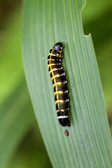Close-up of Hyblaea fimamentum caterpillar with distinct yellow markings on black body; natural habitat scene. Wulai, Taiwan.