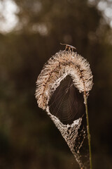 Fototapeta premium Close up of insect sitting on weed with spider web