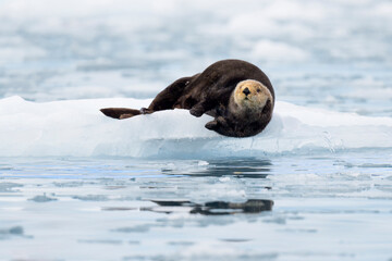 northern sea otter on small iceberg in Alaska