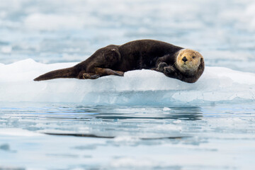 Fototapeta premium northern sea otter in Alaska laying on small iceberg