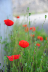 Coquelicots avec un goût de printemps 