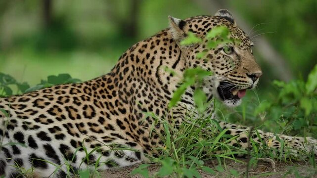 African leopard panting and falling asleep in the African wilderness