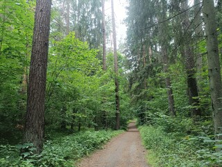 Kurtuvenai regional park during cloudy day. Pine tree forest. Footpath in woodland. Moss growing on soil. Some small grass and tress growing in woods. Summer season. Kurtuvenu regioninis parkas.